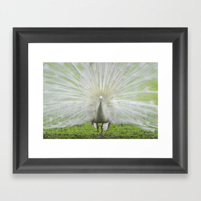 Albino Peacock Framed Art Print