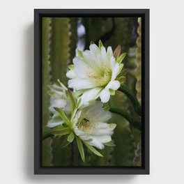 Cereus Morning  Framed Canvas