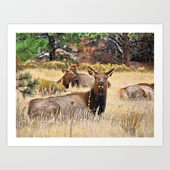 Deer Art Print