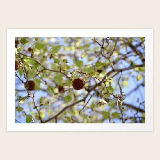 Live Birth Art Print