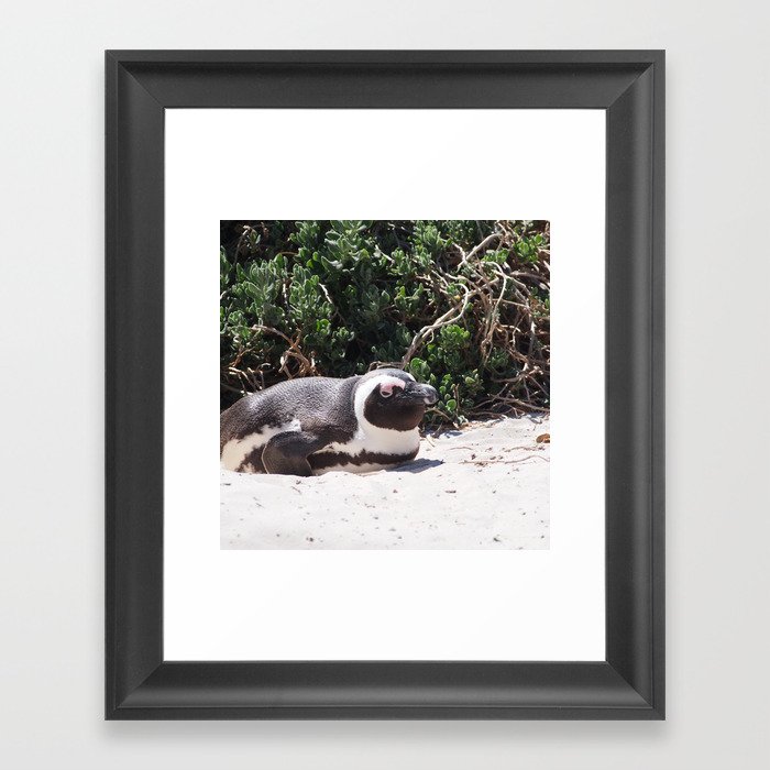 South Africa Photography - Penguin Laying At The Beach Framed Art Print