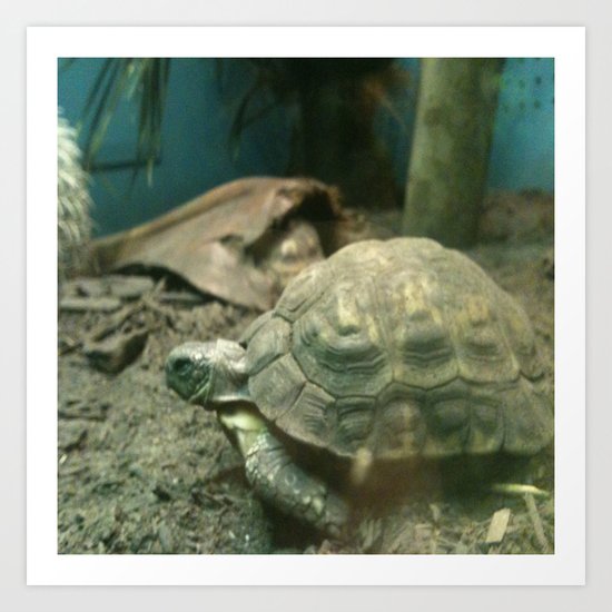 Giant Turtle Art Print