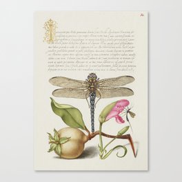Calligraphic art with Dragonfly and fruit Canvas Print