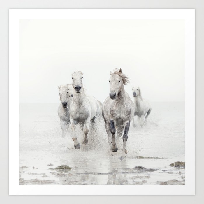 Camargue White Horses Running in Water - Nature Photography Art Print