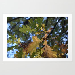 oak leaves Art Print