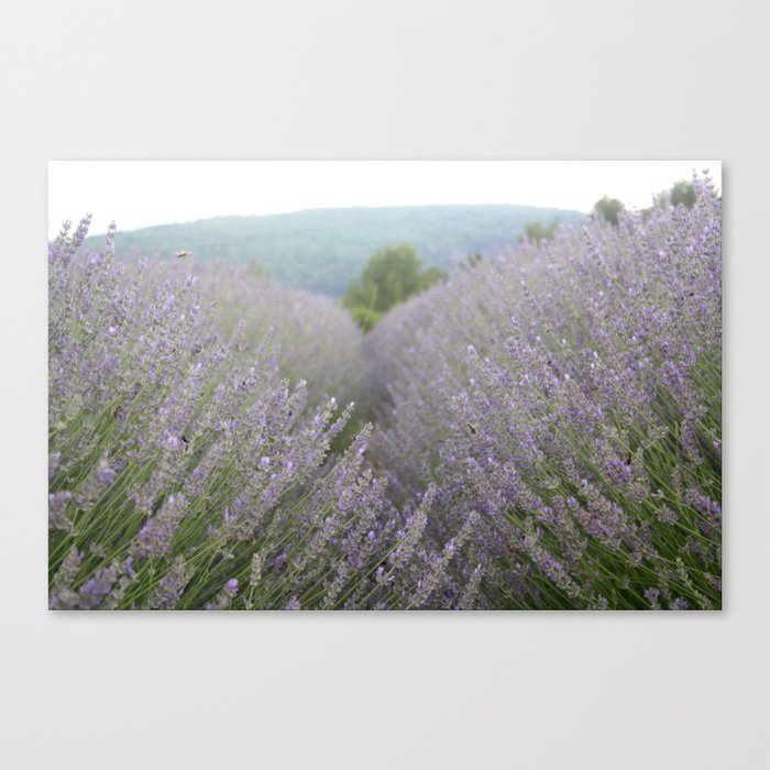 Luscious Lavender Fields Landscape Photography Canvas Print