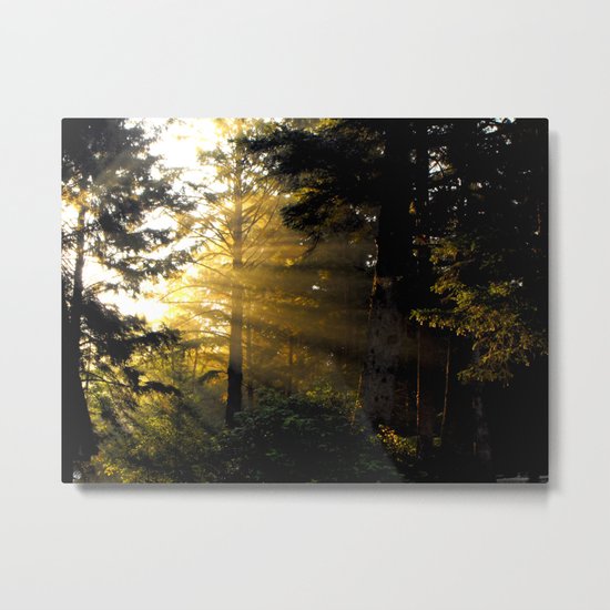 Morning Light Metal Print