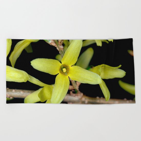 Forsythia Close up Beach Towel