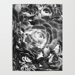 Crowded Succulents Black an White  Poster