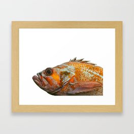 Portrait of a Canary Rockfish Framed Art Print