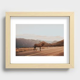 Elk In Rocky Mountain National Park Recessed Framed Print