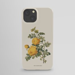 Yellow Rose Antique Botanical Illustration iPhone Case