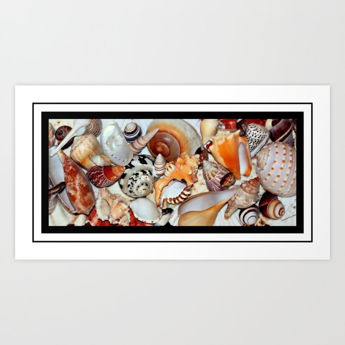 Shells, Shells, Shells Art Print