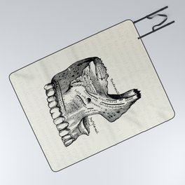 Vintage Anatomy Upper Jawbone Picnic Blanket