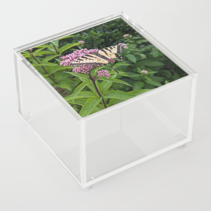 Eastern Tiger Swallowtail Acrylic Box