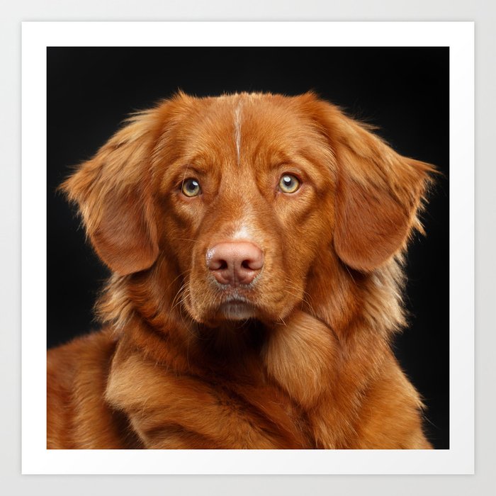 Nova Scotia Duck Tolling Retriever New Scotland Retriever Toller Dog Art Print By Belu4ik