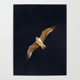 Larus bird flights Poster