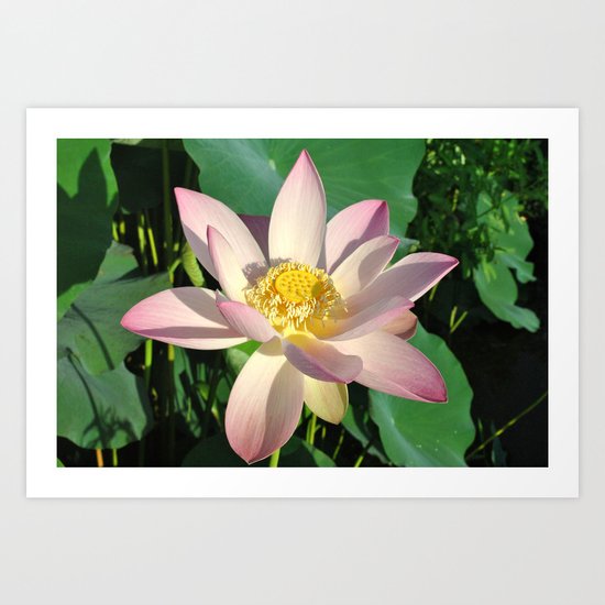 Pink Art Print