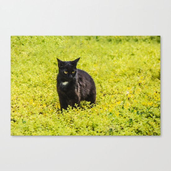 Black and Yellow Canvas Print