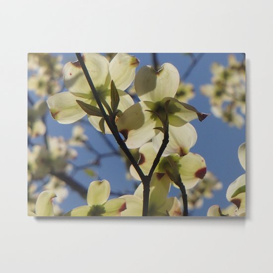 Dogwood Days of Spring Metal Print