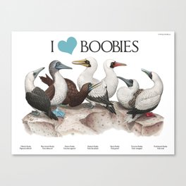 I Heart Boobies Canvas Print