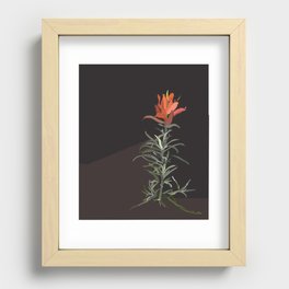Indian Paintbrush In Bloom Recessed Framed Print