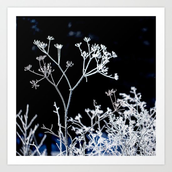 Frosted plant at cold winter day on black background Art Print