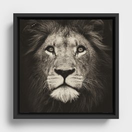 Portrait of a lion king - monochrome photography illustration Framed Canvas