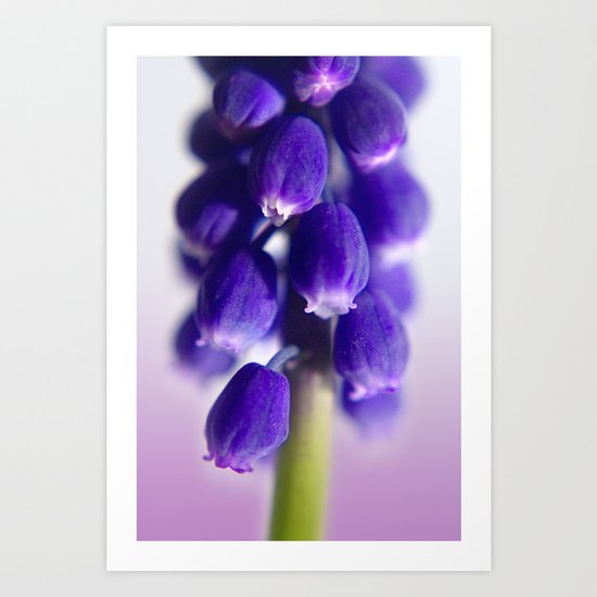 grape hyacinth Art Print