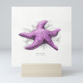 Ochre sea star scientific illustration art print Mini Art Print