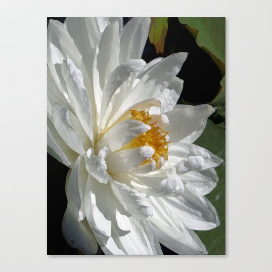 Lotus White Canvas Print