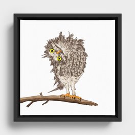 Curious Owl Framed Canvas