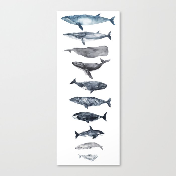 Types of Whales Canvas Print