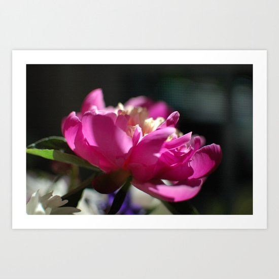 Peony Art Print