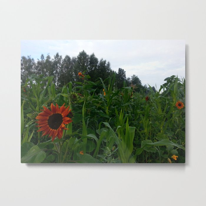 Sunflower and corn Metal Print