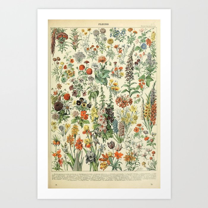 Adolphe Millot Vintage Fleurs Flower 1909 Kunstdrucke