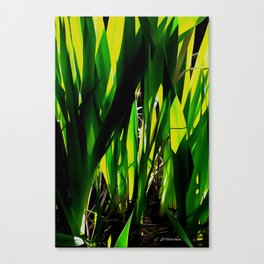 Early Spring 2 Canvas Print