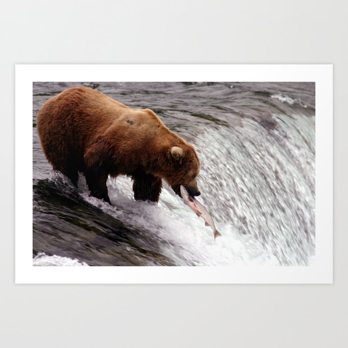 Bear Catching Salmon - Wildlife Photography Art Print