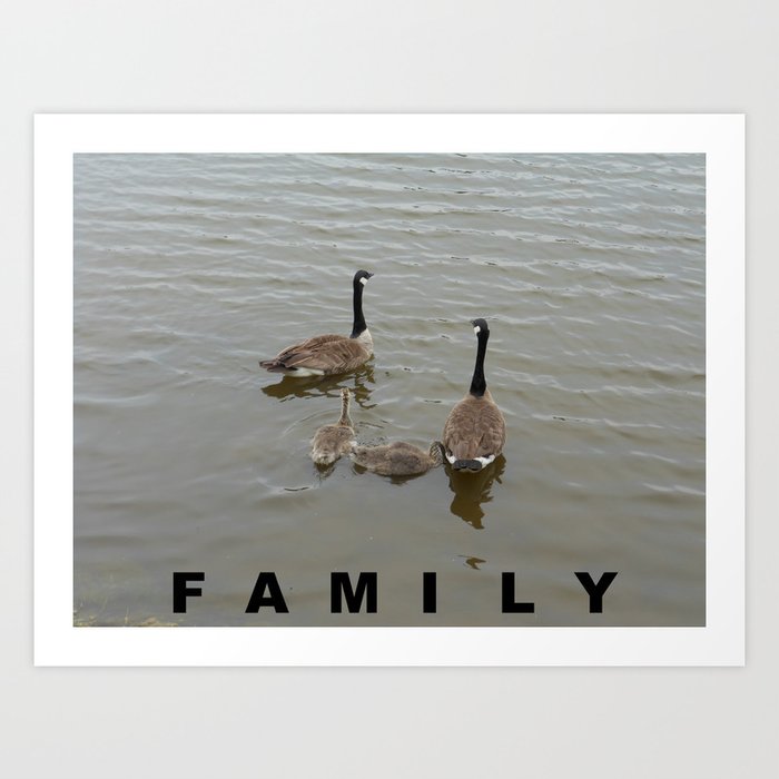 FAMILY of Canadian Geese Art Print