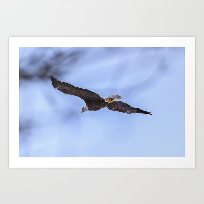 Bald Eagle flying near some trees Art Print