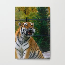 Amur Tiger Roaring Metal Print