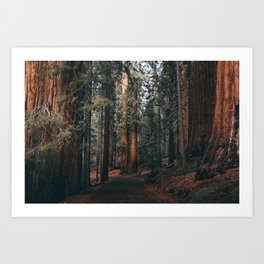 Walking Sequoia Art Print