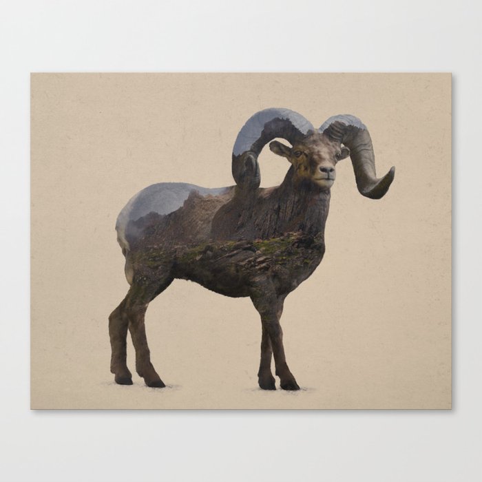 The Rocky Mountain Bighorn Sheep Canvas Print