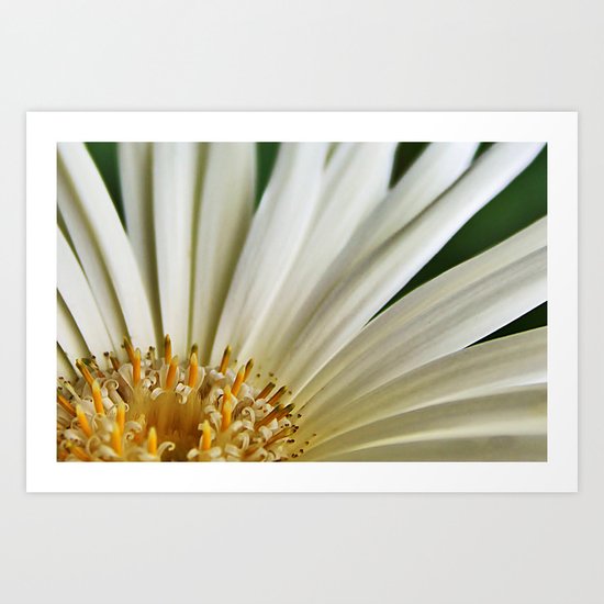White Gerbera Daisy. Art Print