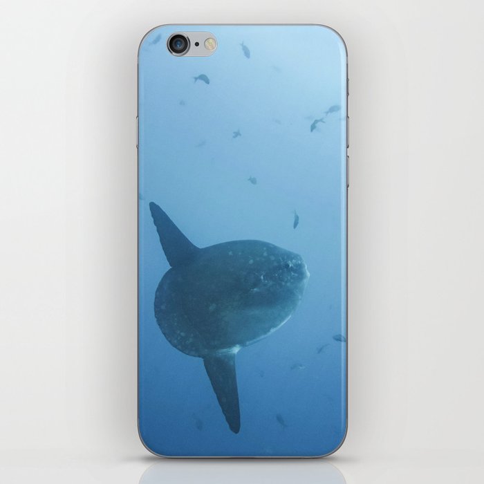 Mola Mola of the deep (Galapagos) iPhone Skin