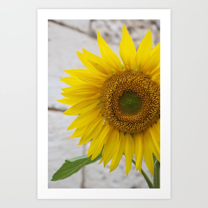 Floral sunflower art print - summer yellow flower - nature and travel photography Art Print