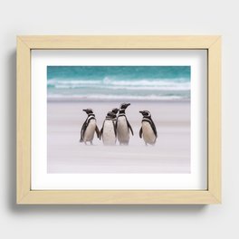 Magellanic Penguins on the Beach Recessed Framed Print