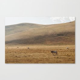 Golden Hour in the Fields | Nature and Landscape Photography Canvas Print