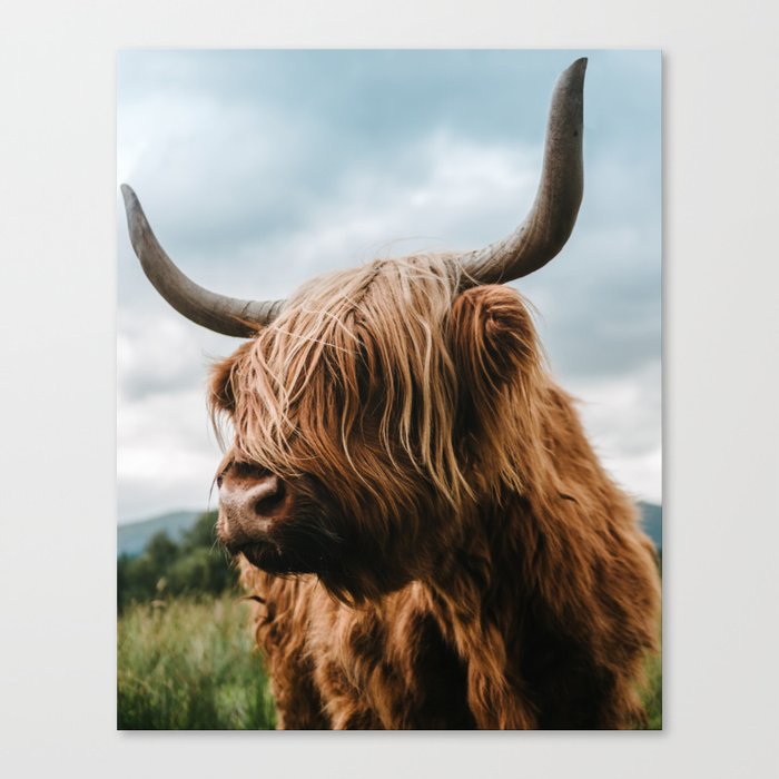 Scottish Highland Cattle Animal Photography Canvas Print By Regnumsaturni Society6