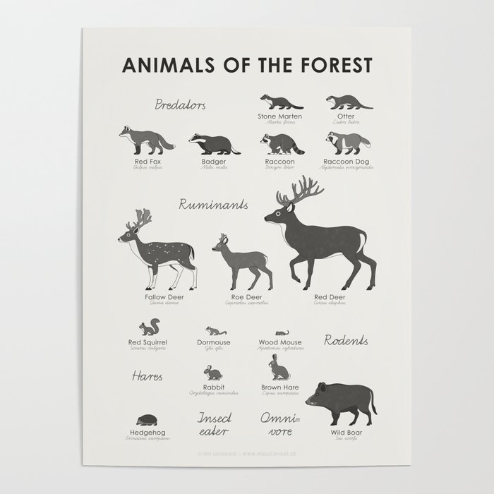 Forest Animals Identification Chart Poster